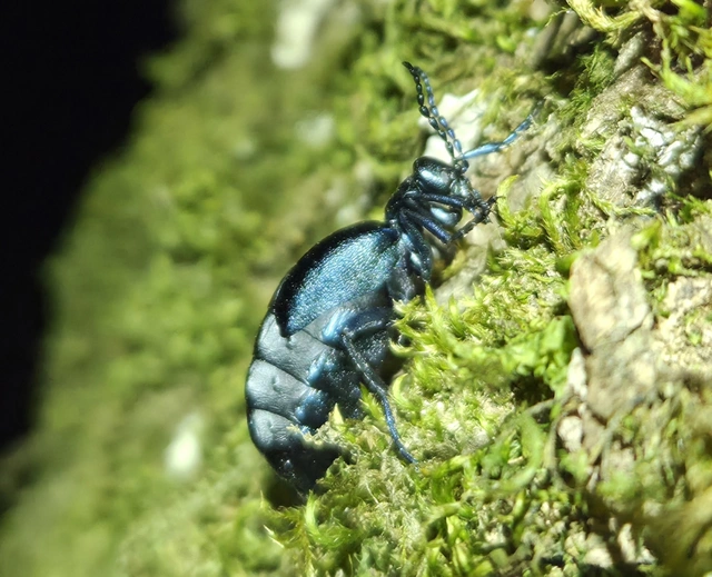 Meloe violaceus - kék nünüke
