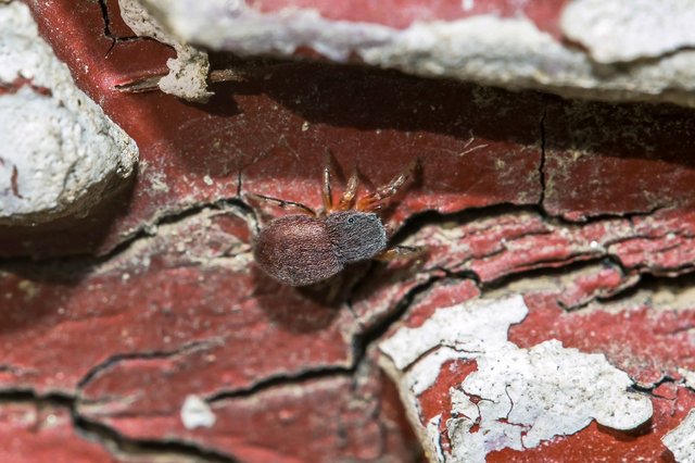Ballus rufipes