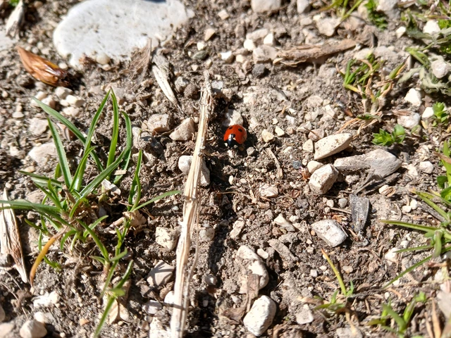 Coccinella septempunctata - hétpettyes katica