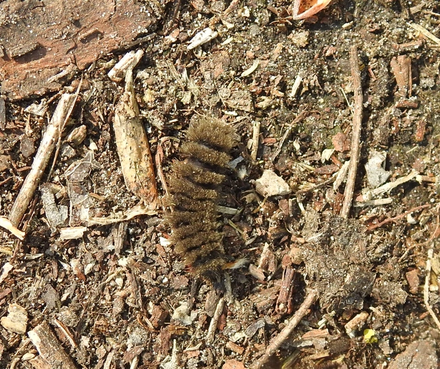Amata phegea - fehérpettyes álcsüngőlepke