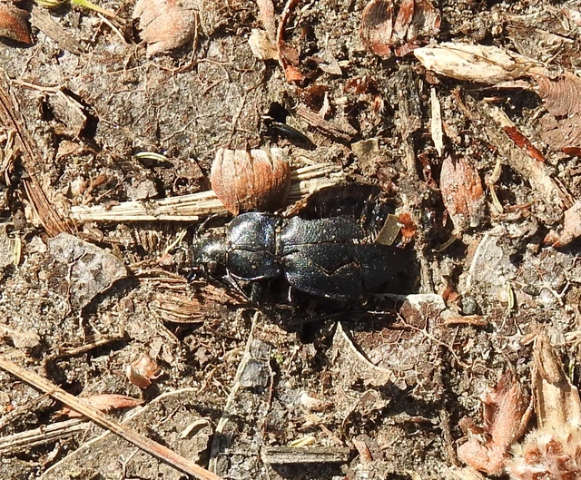 Carabus convexus - selymes futrinka Carabus convexus - selymes futrinka