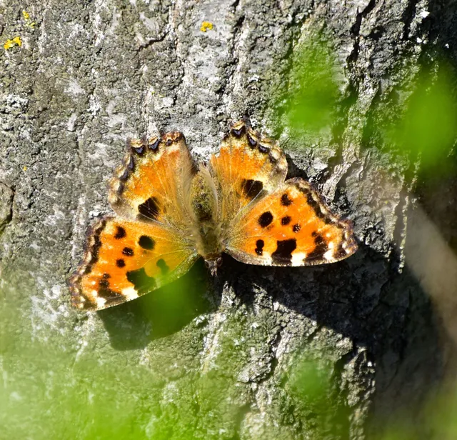 Nymphalis polychloros - nagy rókalepke