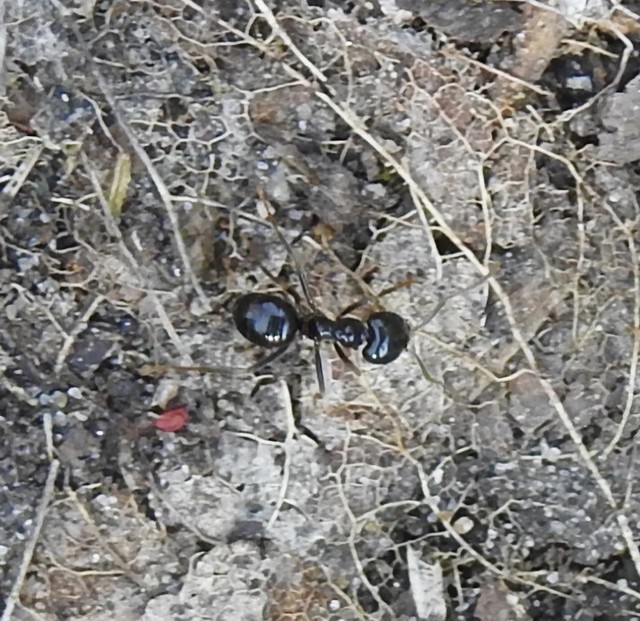 Lasius fuliginosus - kartonépítő fahangya