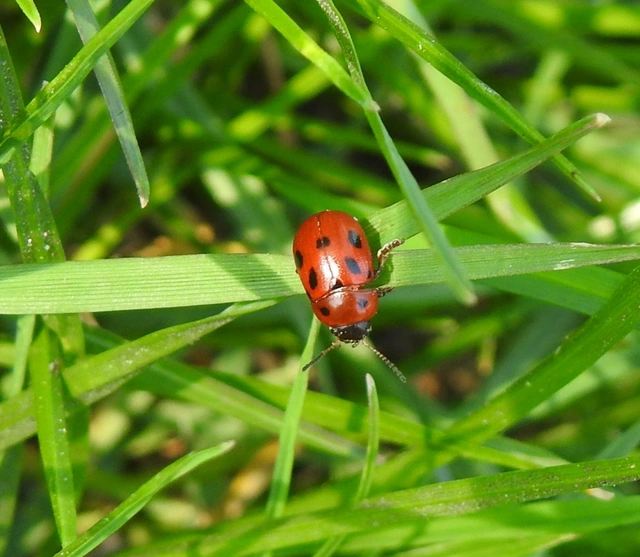 Gonioctena fornicata - közönséges lucernabogár
