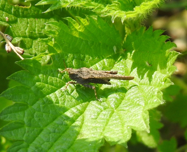 Tetrix subulata - közönséges tövishátúsáska