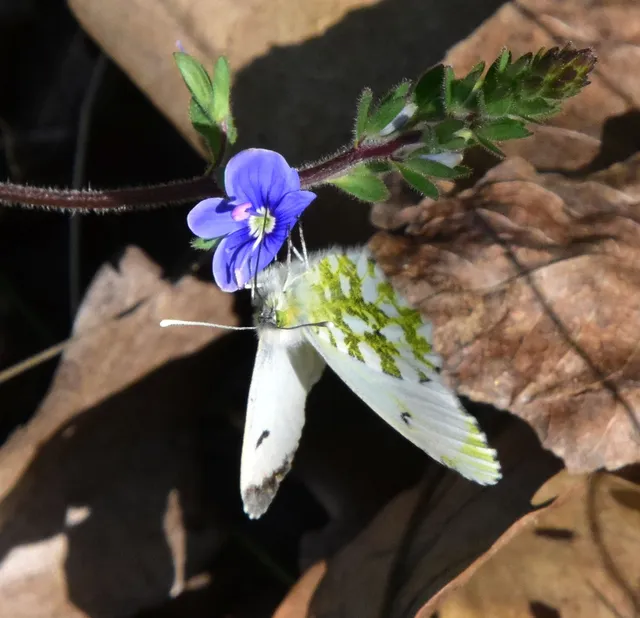 Anthocharis cardamines - hajnalpírlepke