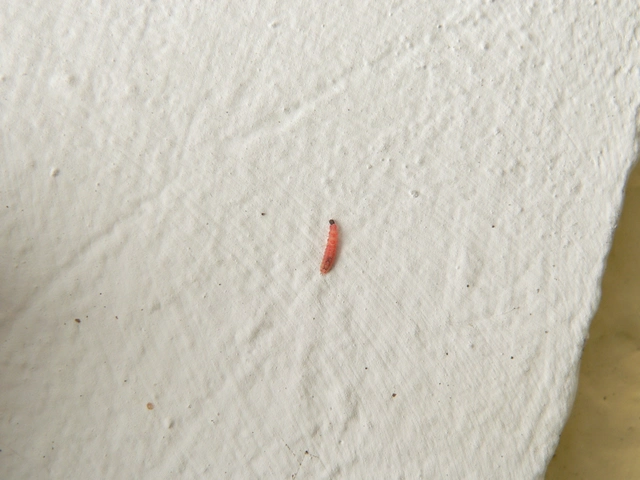 Melyridae - sziklaibogár-félék