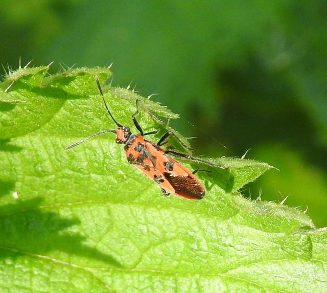 Corizus hyoscyami - piros karimáspoloska