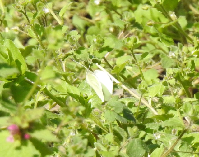 Pieris rapae - répalepke