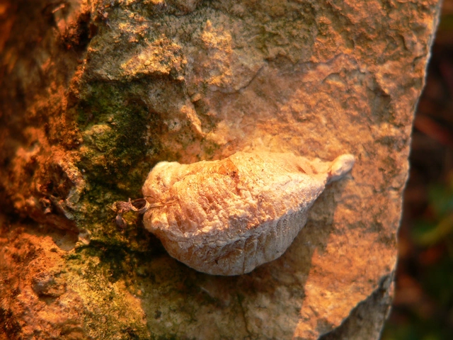 Mantis religiosa - imádkozósáska