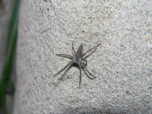 Pisaura mirabilis - csodáspók