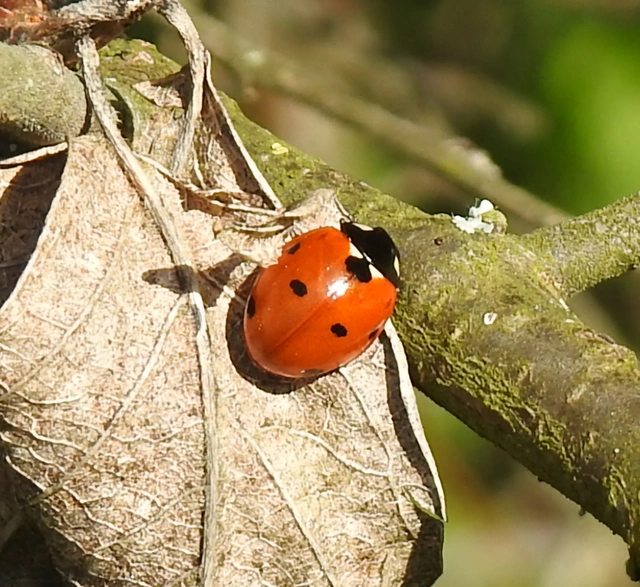 Coccinella septempunctata - hétpettyes katica