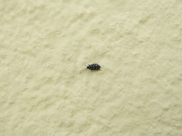 Lanorus punctatus - sokpettyes szűcsbogár