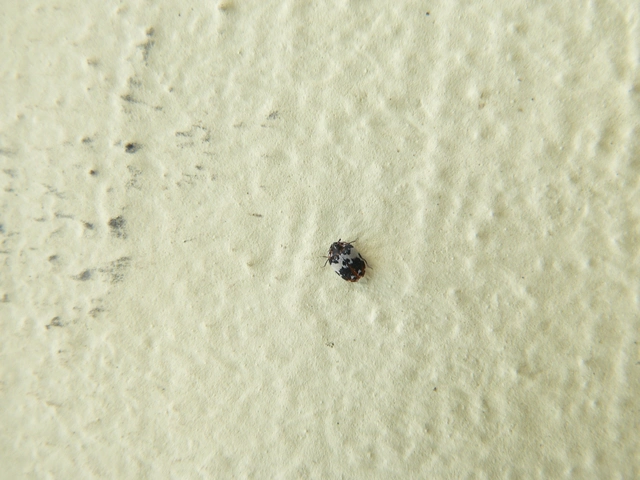 Anthrenus pimpinellae - virágjáró múzeumbogár