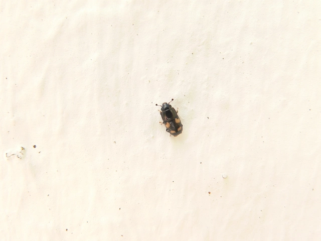 Glischrochilus quadrisignatus - amerikai fénybogár Glischrochilus quadrisignatus - amerikai fénybogár