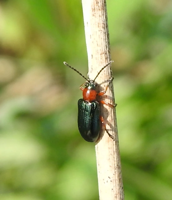 Oulema melanopus/duftschmidi