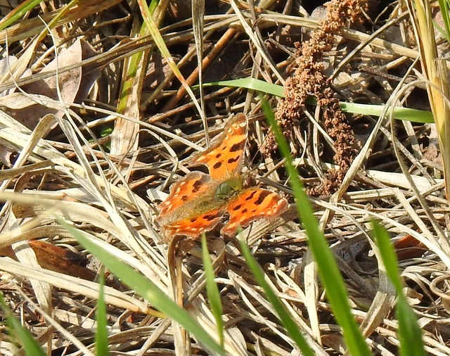 Nymphalis c-album - C-betűs lepke