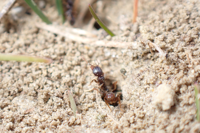 Tetramorium hungaricum - magyar gyepihangya