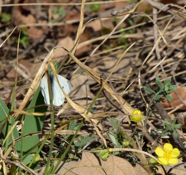 Pieris rapae - répalepke
