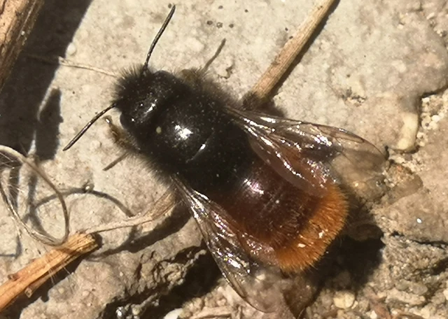 Osmia cornuta - szarvas faliméh