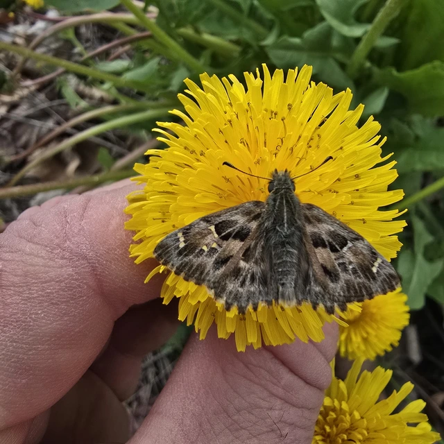 Carcharodus alceae - mályva-busalepke