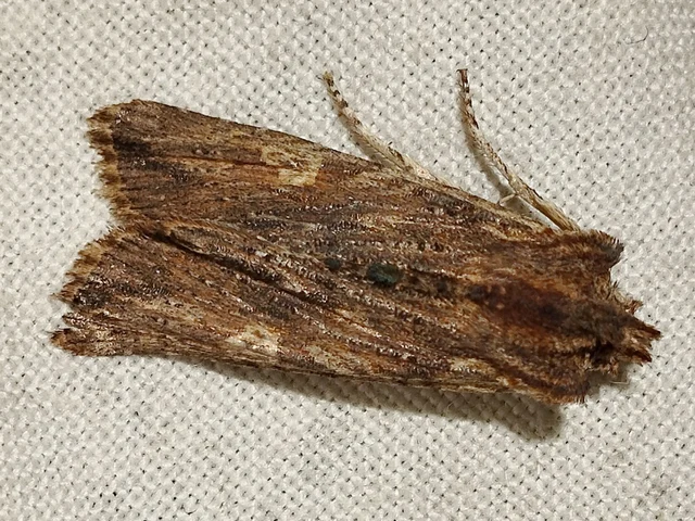 Lithophane semibrunnea - keskenyszárnyú fabagoly