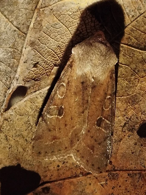 Orthosia incerta - változékony barkabagoly