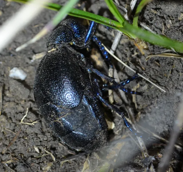 Meloe proscarabaeus - közönséges nünüke
