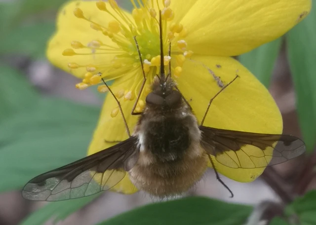 Bombylius major - szegélyes pöszörlégy
