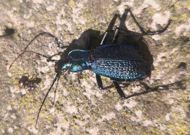 Carabus intricatus - kék laposfutrinka Carabus intricatus - kék laposfutrinka