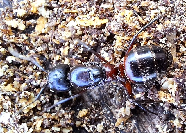 Camponotus ligniperda - faodvasító lóhangya