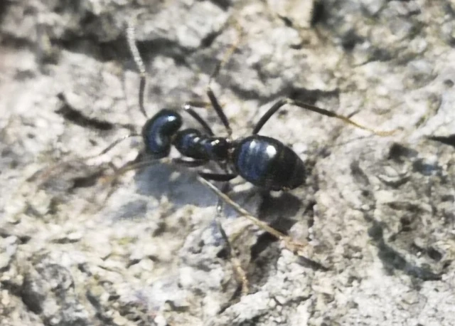Lasius fuliginosus - kartonépítő fahangya