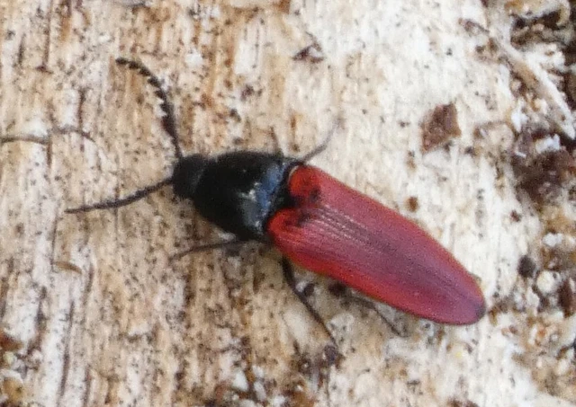 Ampedus