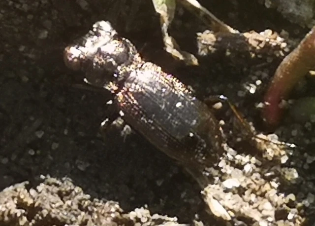 Notiophilus rufipes - vöröslábú szemesfutó