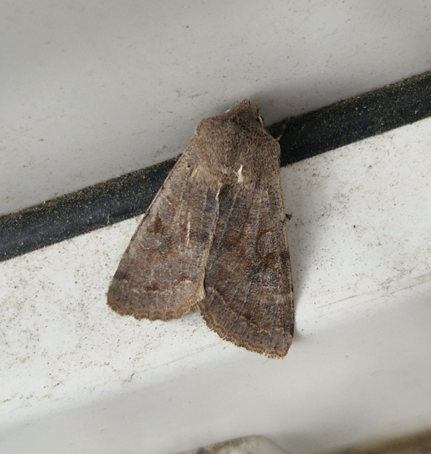 Orthosia incerta - változékony barkabagoly