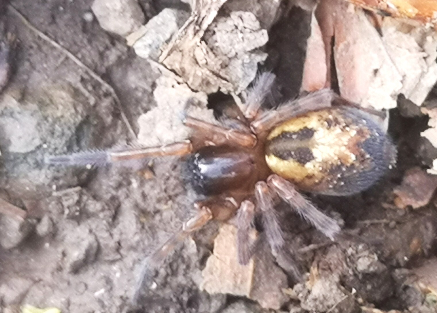Amaurobius fenestralis - ablakos eretnekpók