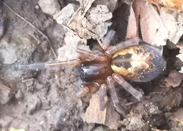 Amaurobius fenestralis - ablakos eretnekpók