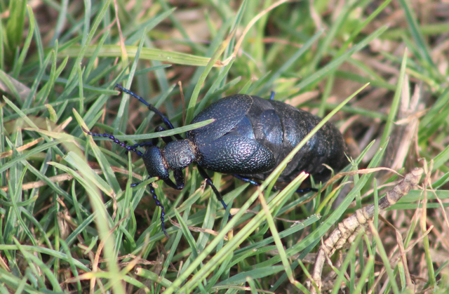 Meloe proscarabaeus - közönséges nünüke
