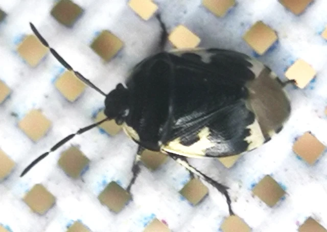 Tritomegas bicolor - foltos földipoloska
