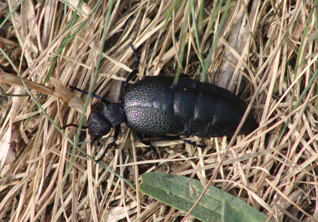 Meloe cicatricosus - óriásnünüke