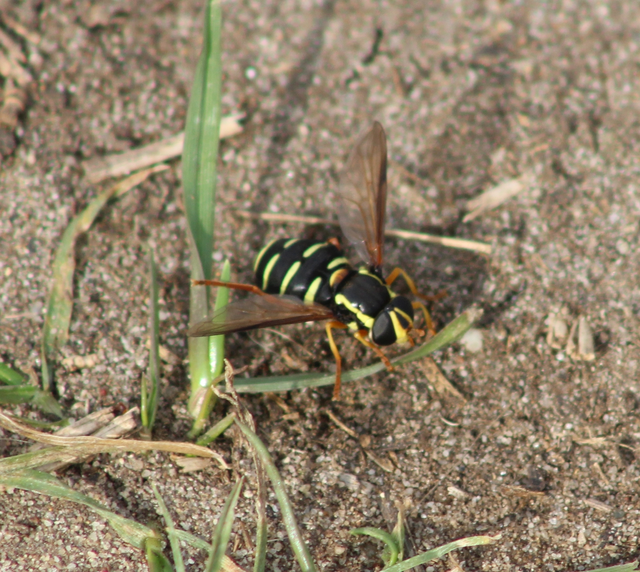 Xanthogramma citrofasciatum - korai oldalsávoslégy