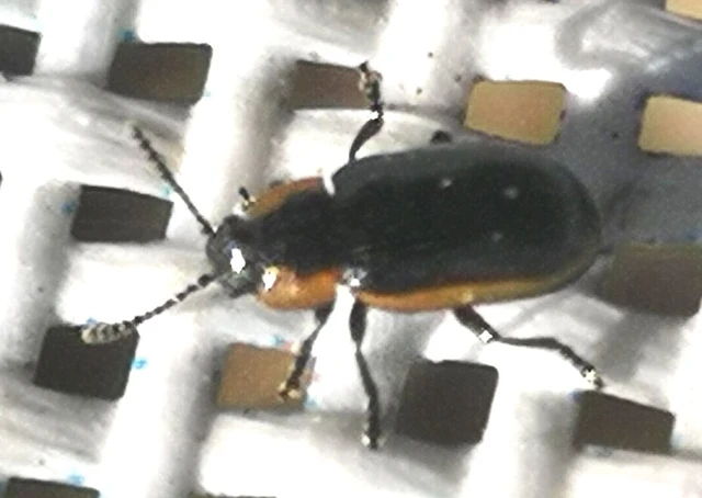 Prasocuris marginella - szegélyes boglárkalevelész