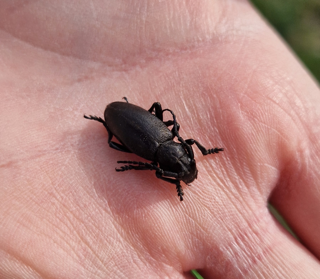 Dorcadion aethiops - fekete gyalogcincér
