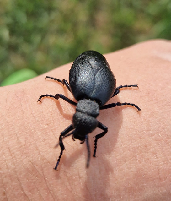 Meloe cicatricosus - óriásnünüke