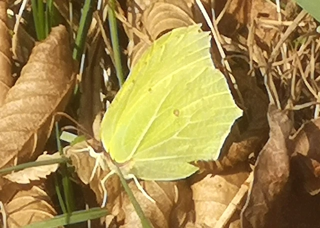 Gonepteryx rhamni - citromlepke