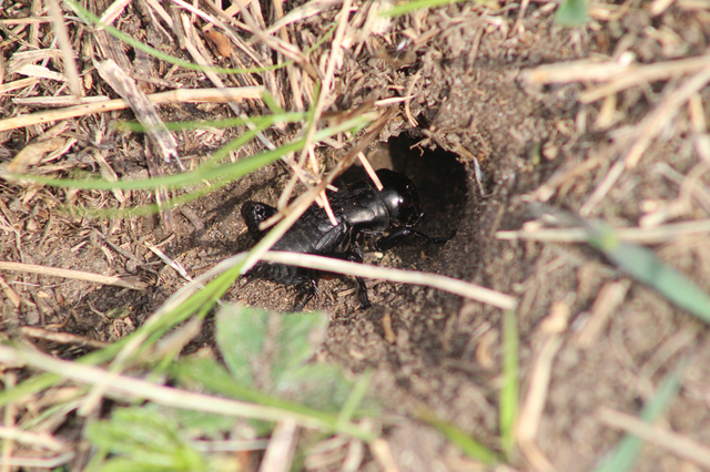 Gryllus campestris - mezei tücsök Gryllus campestris - mezei tücsök