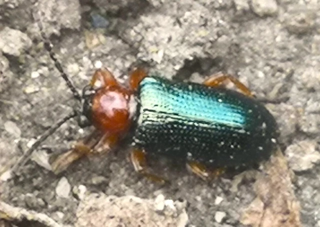 Oulema melanopus/duftschmidi