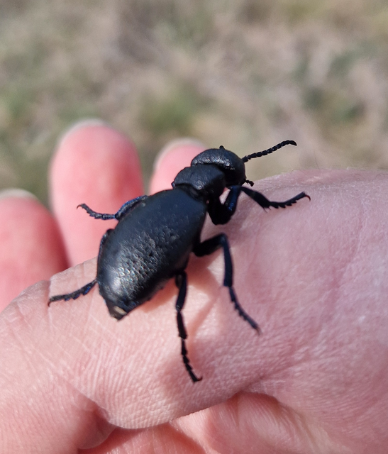 Meloe cicatricosus - óriásnünüke