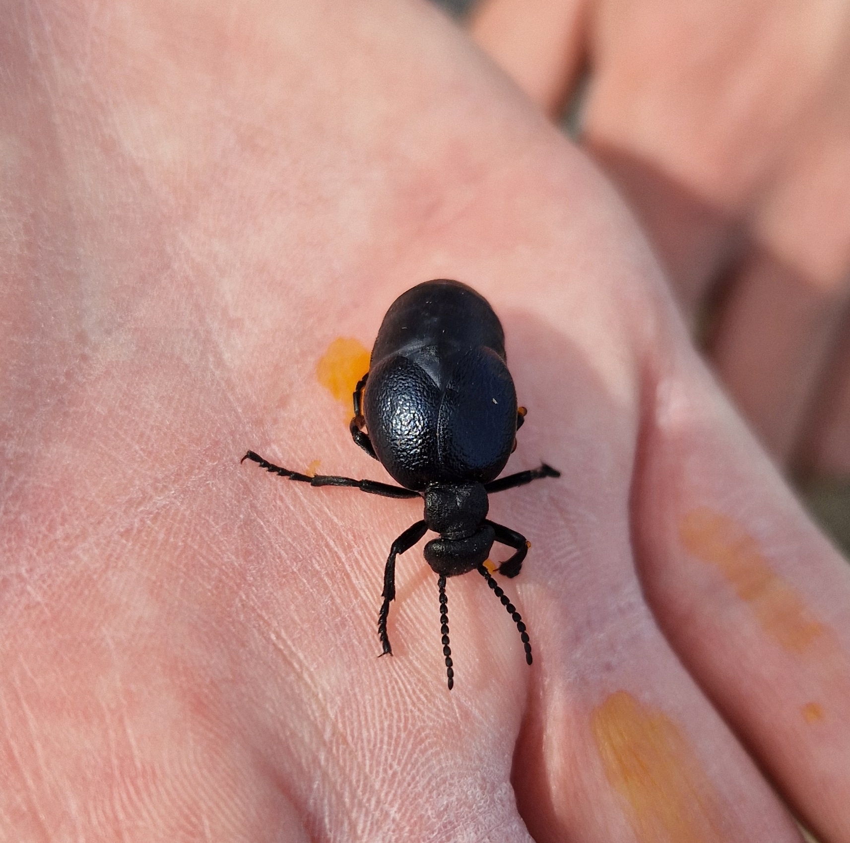 Meloe scabriusculus - érdes nünüke