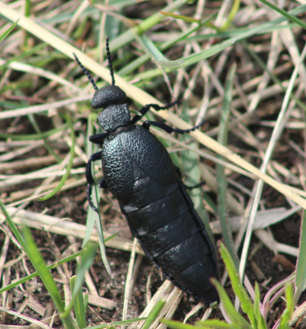 Meloe cicatricosus - óriásnünüke